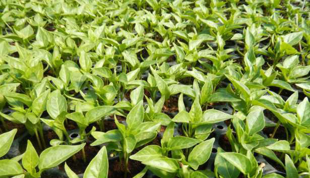 59294294_3_644x461_rasaduri-de-legume-de-la-producator-plante-si-seminte.jpg